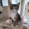 Sharon Rycraft Avatar